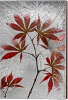 Framed Red Maple