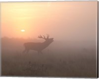 Framed Misty Morning Stag