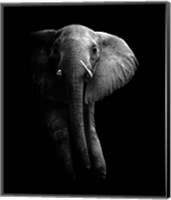 Framed Elephant!