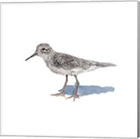 Framed Sandpiper on White II