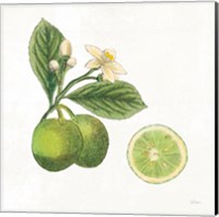 Framed 'Classic Citrus III' border=