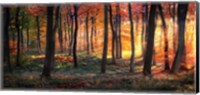 Framed Autumn Woodland Sunrise