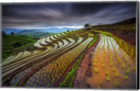 Framed Unseen Rice Field