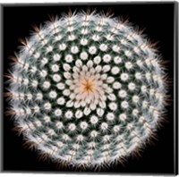 Framed Notocactus Scopa