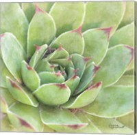 Framed 'Garden Succulents IV Color' border=