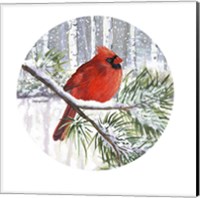 Framed 'Winter Wonder Male Cardinal' border=