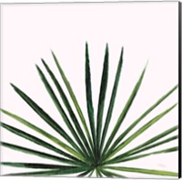 Framed Statement Palms III