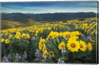 Framed Methow Valley Wildflowers IV