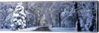 Framed Road passing through Snowy Forest in Winter, Yosemite National Park, California