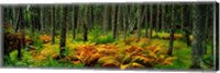 Framed Cinnamon Ferns and Red Spruce Trees in Autumn, Acadia National Park, Maine