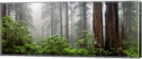 Framed Trees in Misty Forest