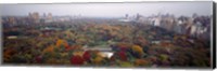 Framed Trees in a Park, Central Park, Manhattan