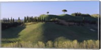 Framed Trees on Rolling Green Hills, Tuscany, Italy