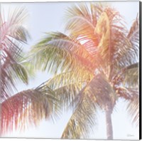 Framed 'Dream Palm III' border=