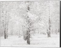 Framed Snow Covered Cottonwood Trees