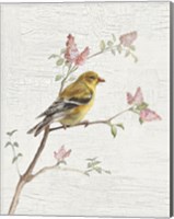 Framed Female Goldfinch Vintage v2