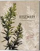 Framed Organic Rosemary No Butterfly