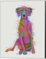 Framed Rainbow Splash Weimaraner, Full