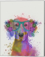 Framed Rainbow Splash Weimaraner, Portrait