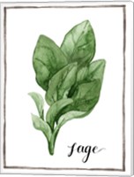 Framed Watercolor Herbs VI