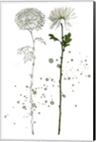 Framed Botany Flower IV