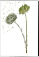 Framed Botany Flower V