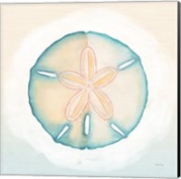 Framed 'Boardwalk Sand Dollar' border=