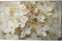 Framed Hydrangea Delight II