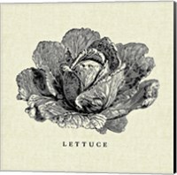 Framed 'Linen Vegetable BW Sketch Lettuce' border=