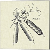 Framed 'Linen Vegetable BW Sketch Peas' border=