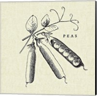 Framed 'Linen Vegetable BW Sketch Peas' border=