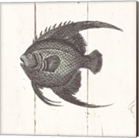 Framed 'Fish Sketches IV Shiplap' border=