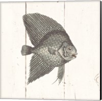 Framed 'Fish Sketches III Shiplap' border=