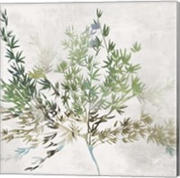 Framed Olive Branch