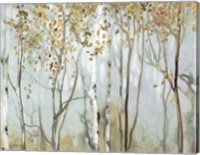 Framed Birch in the Fog II