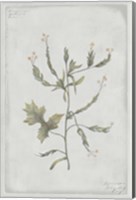 Framed Botanical II