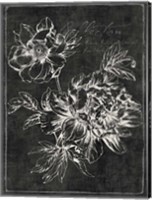 Framed Black Botanical I