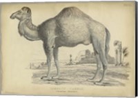 Framed Camel Bactarnian