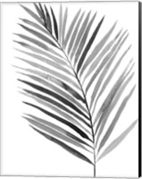 Framed BW Palm IV