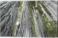 Framed Redwoods Forest IV BW with Color