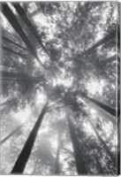 Framed Fir Trees I BW
