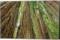 Framed Redwoods Forest IV