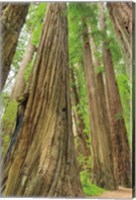 Framed Redwoods Forest III