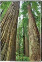 Framed Redwoods Forest II