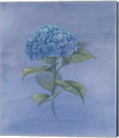 Framed Blue Hydrangea IV