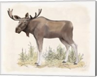 Framed 'Wilderness Collection Moose' border=