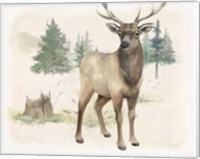 Framed 'Wilderness Collection Elk' border=