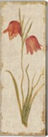 Framed Red Tulip Panel on White Vintage