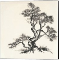 Framed Sumi Tree I