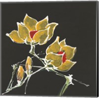 Framed Magnolia on Black II